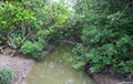 Mangrove forest in Can Gio monkey Island Vietnam. Royalty Free Stock Photo