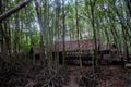 Mangrove forest in Can Gio monkey Island Vietnam. Royalty Free Stock Photo