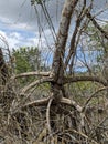 Mangrove Forest, Caroni Swamp, Trinidad and Tobago