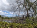 Mangrove Forest, Caroni Swamp, Trinidad and Tobago