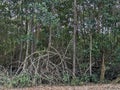 Mangrove Forest, Caroni Swamp, Trinidad and Tobago