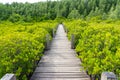 Mangrove forest Ceriops decandra Also known as the Golden Meadow Prong destinations of Rayong, Thailand is a natural shoreline