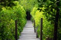 Mangrove forest Ceriops decandra Also known as the Golden Meadow Prong destinations of Rayong, Thailand is a natural shoreline Royalty Free Stock Photo