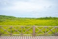 Mangrove forest Ceriops decandra Also known as the Golden Meadow Prong destinations of Rayong, Thailand is a natural shoreline Royalty Free Stock Photo