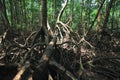 Mangrove Forest Royalty Free Stock Photo