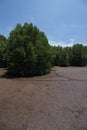 Mangrove Forest Royalty Free Stock Photo