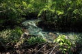 Mangrove forest and crystal  water swamp, Krabi Royalty Free Stock Photo