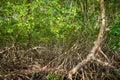 Mangrove forest dense tropical trees foliage jungle wild woods ecosystem