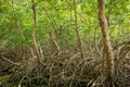 Mangrove forest dense tropical trees foliage jungle wild woods ecosystem