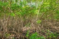 Mangrove forest dense tropical trees foliage jungle wild woods ecosystem