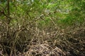 Mangrove forest dense tropical trees foliage jungle wild woods ecosystem