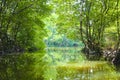 Mangrove forest in the district Can Gio - Vietnam