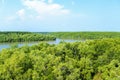 Mangrove forest in the district Can Gio - Vietnam