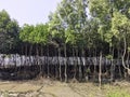 Mangrove forest dry sea under cloudy sky