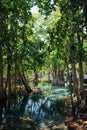 Mangrove forest with emerald pool in Krabi, Thailand