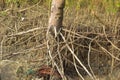 Mangrove forest erosion and exposed root system in intertidal estuary environment Royalty Free Stock Photo