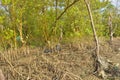 Mangrove forest erosion and exposed root system in intertidal estuary environment Royalty Free Stock Photo