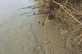 Mangrove forest erosion and exposed root system in intertidal estuary environment Royalty Free Stock Photo