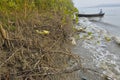 Mangrove forest erosion and exposed root system in intertidal estuary environment Royalty Free Stock Photo