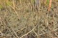 Mangrove forest erosion and exposed root system in intertidal estuary environment Royalty Free Stock Photo
