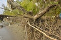 Mangrove forest erosion and exposed root system in intertidal estuary environment Royalty Free Stock Photo