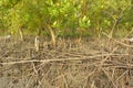 Mangrove forest erosion and exposed root system in intertidal estuary environment Royalty Free Stock Photo