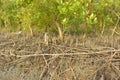 Mangrove forest erosion and exposed root system in intertidal estuary environment Royalty Free Stock Photo