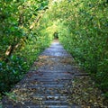 Mangrove forest