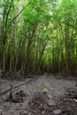 Mangrove forest a green lungs in Can Gio province. Royalty Free Stock Photo