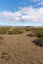 mangrove forest growing on the coastline of North Shore suburb of Auckland, New Zealand Royalty Free Stock Photo