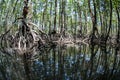 Mangrove Forest