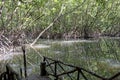 A mangrove forest.