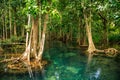 Mangrove forest Royalty Free Stock Photo