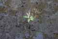 Mangrove Forest or Intertidal Forest seedlings help slow down the occurrence of global warming.