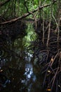 Mangrove forest in Jozani Chwaka bay National Park, Zanzibar Royalty Free Stock Photo