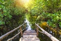 Mangrove forest at Jozani Chwaka Bay National Park, Zanzibar, Ta Royalty Free Stock Photo