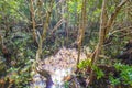 Mangrove forest at Jozani Chwaka Bay National Park, Zanzibar, Tanzania Royalty Free Stock Photo