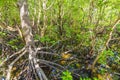 Mangrove forest at Jozani Chwaka Bay National Park, Zanzibar, Tanzania Royalty Free Stock Photo