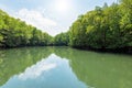 Mangrove forest at Koh Tarutao, Thailand Royalty Free Stock Photo