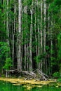 Mangrove forest, Krabi,Thailand Royalty Free Stock Photo