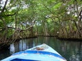 Mangrove Forest at Laguna Gri-Gri