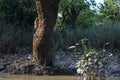 Mangrove forest large and old plants