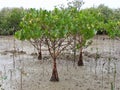 Mangrove Forest Royalty Free Stock Photo