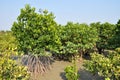 Mangrove Forest Royalty Free Stock Photo