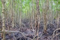 Mangrove forest located at Prasae, Rayong, Thailand