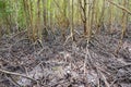 Mangrove forest located at Prasae, Rayong, Thailand