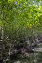 The mangrove forest on the Malaysian island Langkawi. Dense impenetrable vegetation in Kilim Geoforest Park at Malaysia. The green Royalty Free Stock Photo