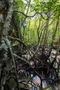 The mangrove forest on the Malaysian island Langkawi. Dense impenetrable vegetation in Kilim Geoforest Park at Malaysia. The green Royalty Free Stock Photo