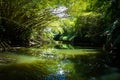 Mangrove forest Royalty Free Stock Photo