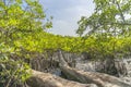 Mangrove forest Royalty Free Stock Photo